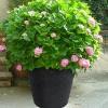Blumentopf Matuba 59,5X58Cm Anthrazit