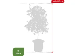Calamondinbaum Citrus Mitis Calamondin 140-160Cm