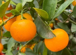 Calamondinbaum Citrus Mitis Calamondin 140-160Cm