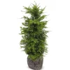 Europaische Eibe Taxus Baccata Heckenpflanze 120-140Cm