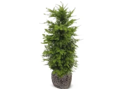 Europaische Eibe Taxus Baccata Heckenpflanze 120-140Cm