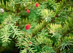 Europaische Eibe Taxus Baccata Heckenpflanze 120-140Cm