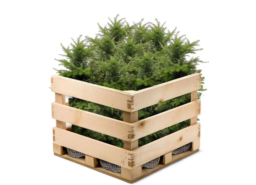 Europaische Eibe Taxus Baccata Heckenpflanze 120-140Cm