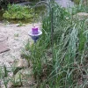 Gartenstecker Laterne Antik-Grun 100Cm