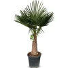 Hanfpalme Trachycarpus Fortunei 190-210Cm
