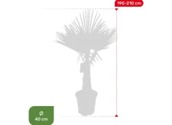 Hanfpalme Trachycarpus Fortunei 190-210Cm