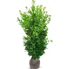 Kirschlorbeer Prunus Laurocerasus Rotundifolia Heckenpflanze 200-225Cm