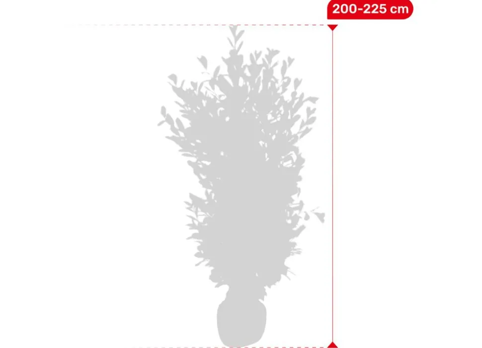 Kirschlorbeer Prunus Laurocerasus Rotundifolia Heckenpflanze 200-225Cm