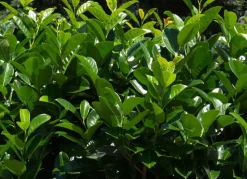 Kirschlorbeer Prunus Laurocerasus Rotundifolia Heckenpflanze 200-225Cm