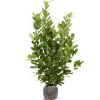 Kirschlorbeer Prunus Laurocerasus Novita Heckenpflanze 200-225Cm