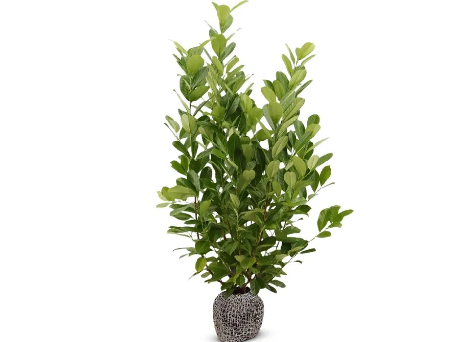 Kirschlorbeer Prunus Laurocerasus Novita Heckenpflanze 200-225Cm
