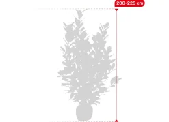 Kirschlorbeer Prunus Laurocerasus Novita Heckenpflanze 200-225Cm