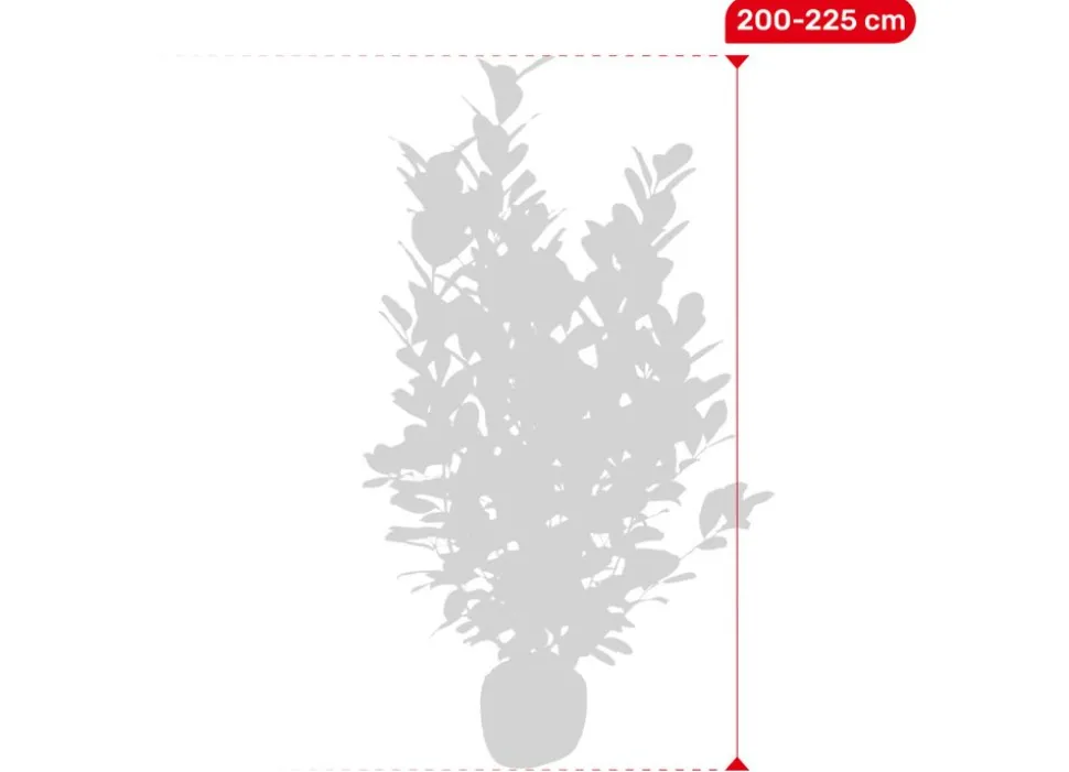Kirschlorbeer Prunus Laurocerasus Novita Heckenpflanze 200-225Cm