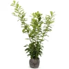 Kirschlorbeer Prunus Laurocerasus Novita Heckenpflanze 175-200Cm