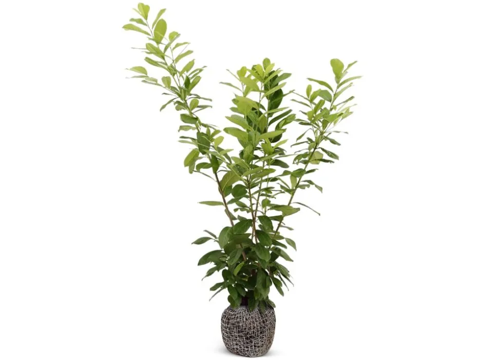 Kirschlorbeer Prunus Laurocerasus Novita Heckenpflanze 175-200Cm