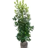 Kirschlorbeer Prunus Laurocerasus Rotundifolia Heckenpflanze 175-200Cm