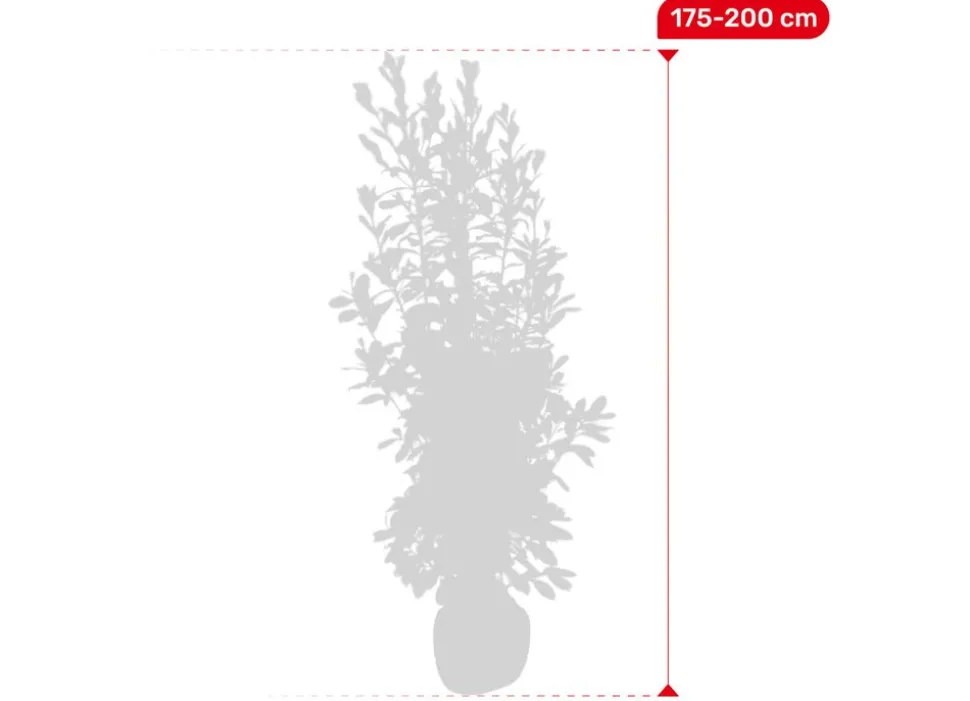 Kirschlorbeer Prunus Laurocerasus Rotundifolia Heckenpflanze 175-200Cm