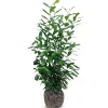 Kirschlorbeer Prunus Laurocerasus Novita Heckenpflanze 150-175Cm