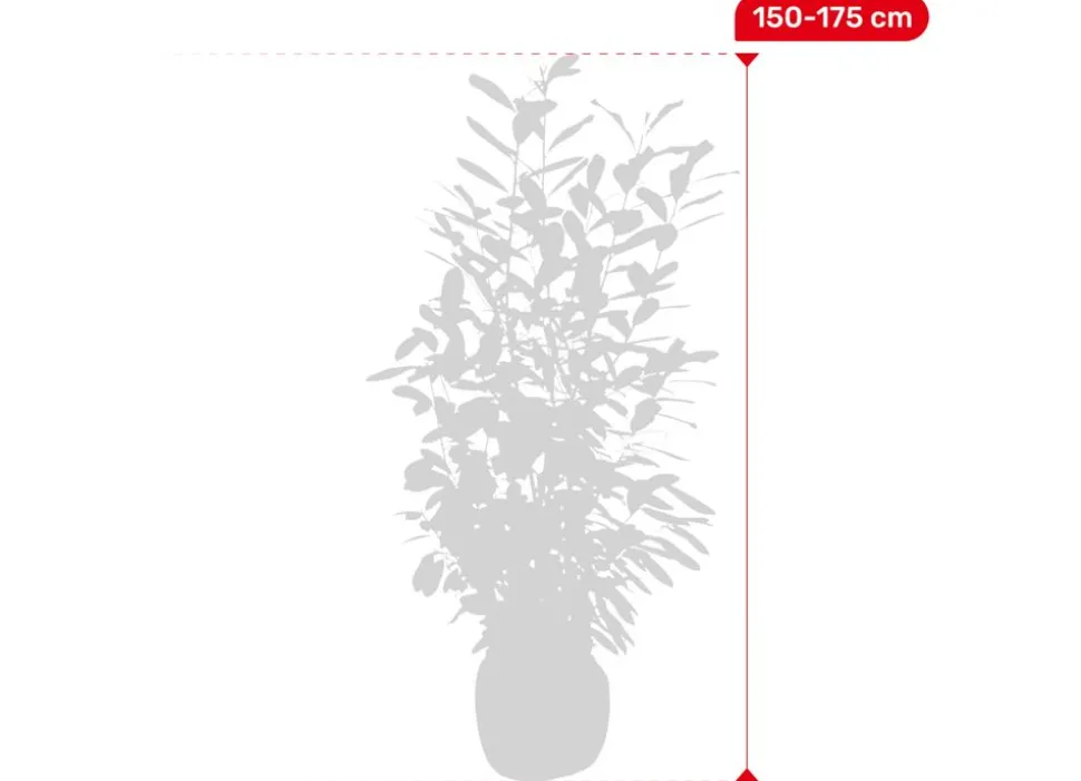 Kirschlorbeer Prunus Laurocerasus Novita Heckenpflanze 150-175Cm