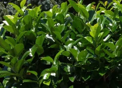 Kirschlorbeer Prunus Laurocerasus Novita Heckenpflanze 150-175Cm