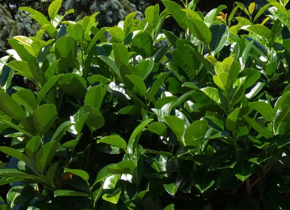 Kirschlorbeer Prunus Laurocerasus Novita Heckenpflanze 150-175Cm