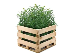 Kirschlorbeer Prunus Laurocerasus Novita Heckenpflanze 150-175Cm