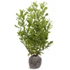 Kirschlorbeer Prunus Laurocerasus Rotundifolia Heckenpflanze 150-175Cm