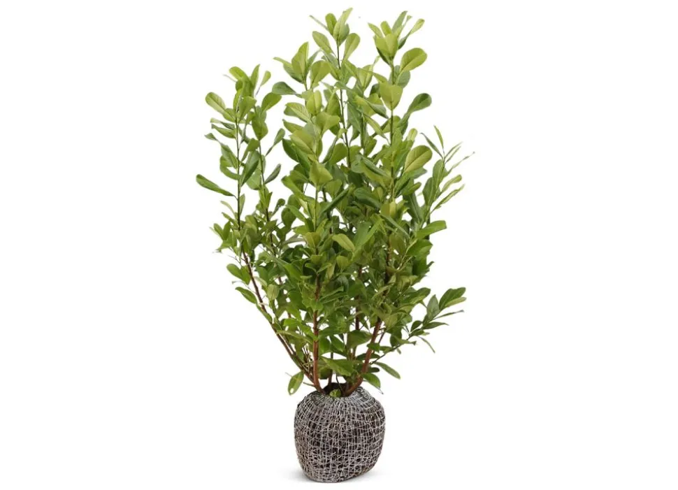 Kirschlorbeer Prunus Laurocerasus Rotundifolia Heckenpflanze 150-175Cm