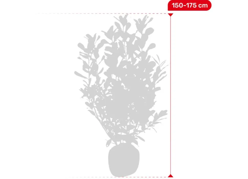 Kirschlorbeer Prunus Laurocerasus Rotundifolia Heckenpflanze 150-175Cm