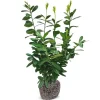 Kirschlorbeer Prunus Laurocerasus Novita Heckenpflanze 125-150Cm