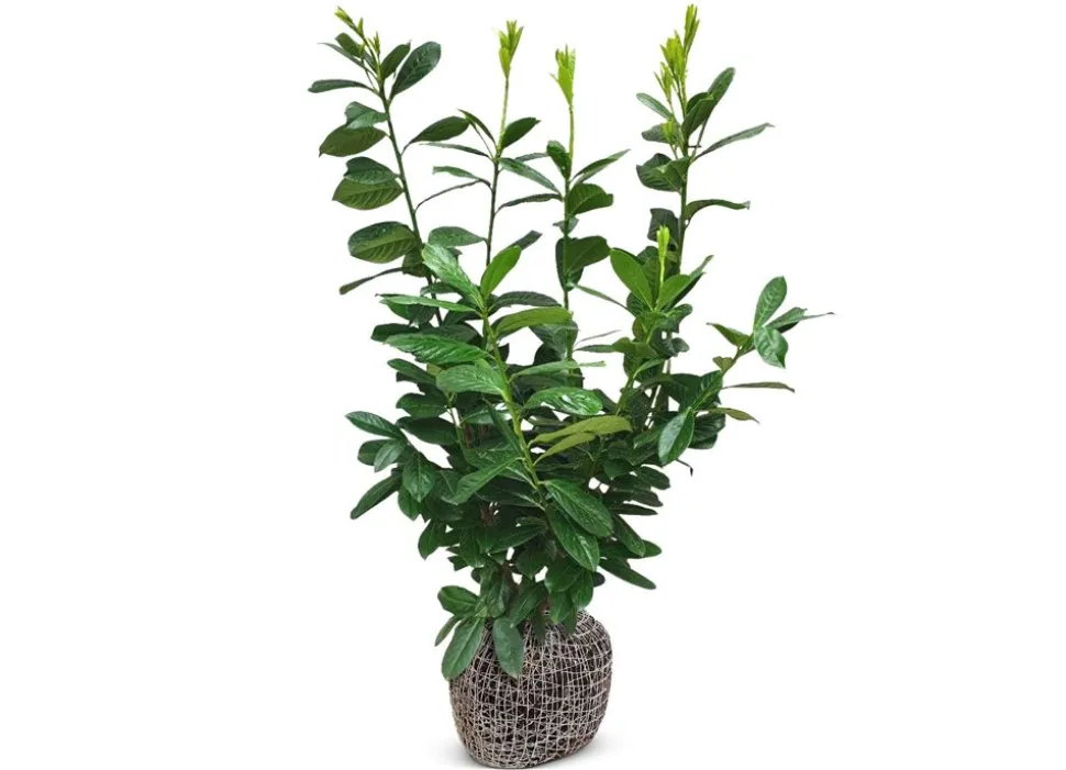 Kirschlorbeer Prunus Laurocerasus Novita Heckenpflanze 125-150Cm