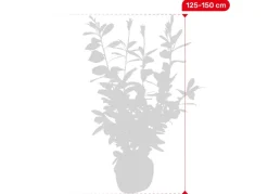 Kirschlorbeer Prunus Laurocerasus Novita Heckenpflanze 125-150Cm