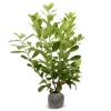 Kirschlorbeer Prunus Laurocerasus Rotundifolia Heckenpflanze 125-150Cm