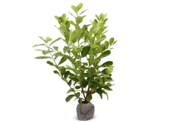 Kirschlorbeer Prunus Laurocerasus Rotundifolia Heckenpflanze 125-150Cm