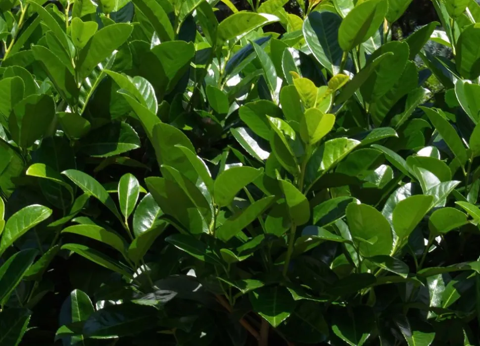 Kirschlorbeer Prunus Laurocerasus Rotundifolia Heckenpflanze 125-150Cm