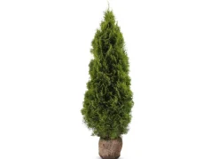 Lebensbaum Thuja Occidentalis Smaragd Heckenpflanze 160-180Cm