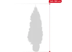 Lebensbaum Thuja Occidentalis Smaragd Heckenpflanze 160-180Cm