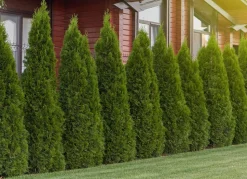 Lebensbaum Thuja Occidentalis Smaragd Heckenpflanze 160-180Cm