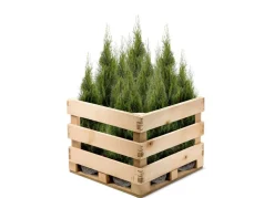 Lebensbaum Thuja Occidentalis Smaragd Heckenpflanze 160-180Cm