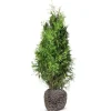 Lebensbaum Thuja Occidentalis Brabant Heckenpflanze 180-200Cm