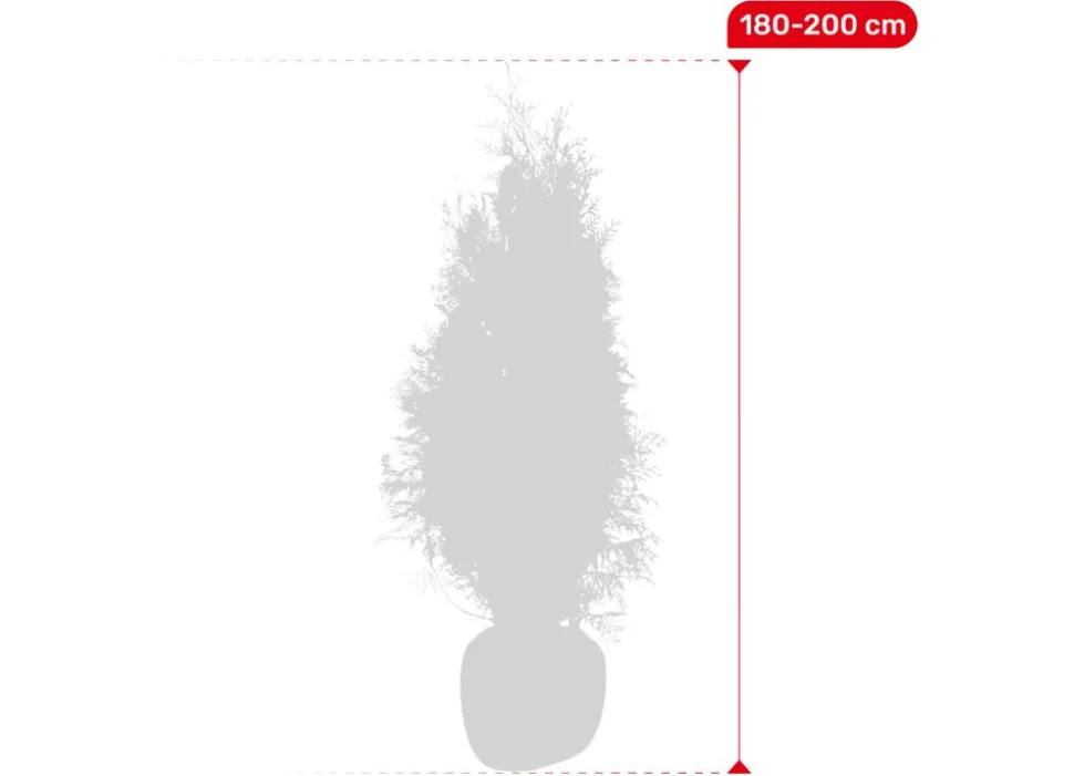 Lebensbaum Thuja Occidentalis Brabant Heckenpflanze 180-200Cm