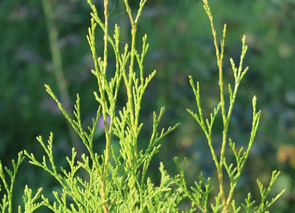 Lebensbaum Thuja Occidentalis Brabant Heckenpflanze 180-200Cm