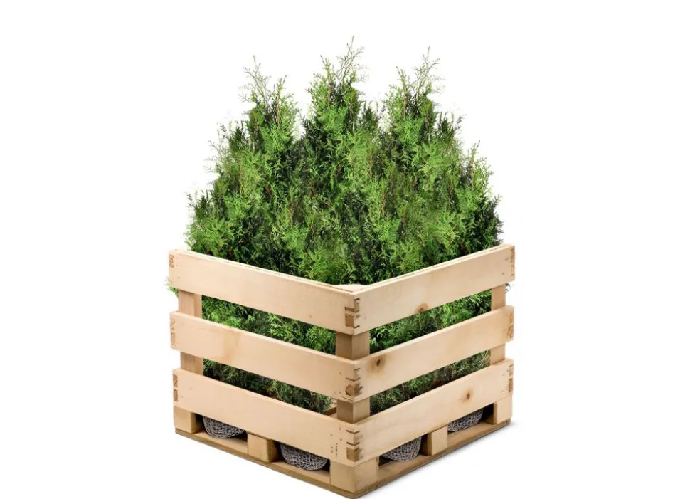 Lebensbaum Thuja Occidentalis Brabant Heckenpflanze 180-200Cm