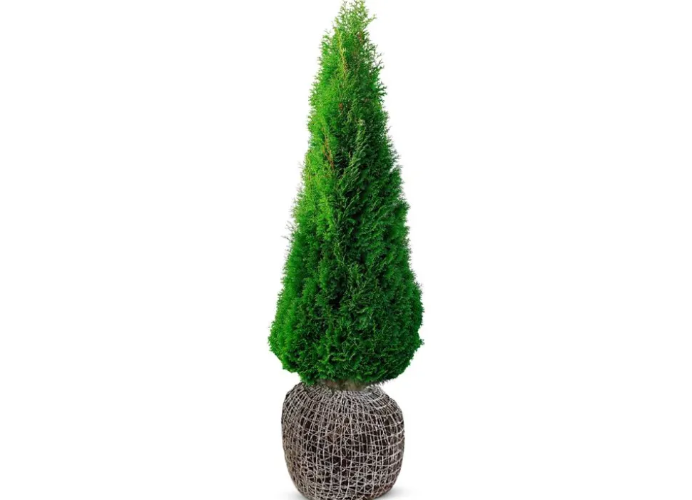 Lebensbaum Thuja Occidentalis Smaragd Heckenpflanze 180-200Cm