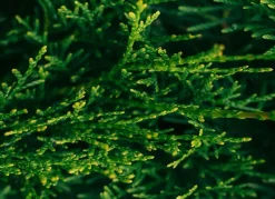 Lebensbaum Thuja Occidentalis Smaragd Heckenpflanze 180-200Cm