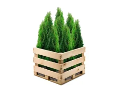 Lebensbaum Thuja Occidentalis Smaragd Heckenpflanze 180-200Cm