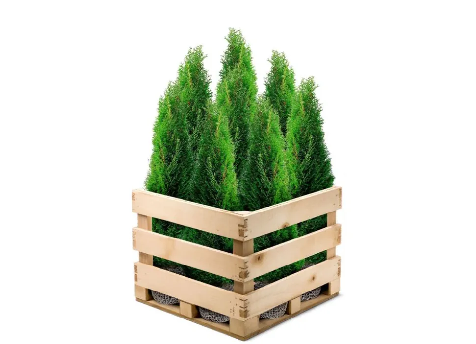 Lebensbaum Thuja Occidentalis Smaragd Heckenpflanze 180-200Cm
