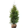 Lebensbaum Thuja Occidentalis Brabant Heckenpflanze 160-180Cm