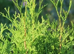Lebensbaum Thuja Occidentalis Brabant Heckenpflanze 160-180Cm