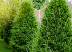 Lebensbaum Thuja Occidentalis Brabant Heckenpflanze 160-180Cm